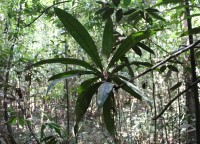 Stemonoporus moonii Thwaites